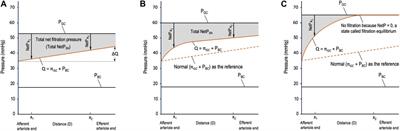 Fundamental equations and hypotheses governing glomerular hemodynamics